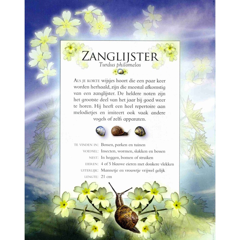 Vogelgeluiden in de tuin