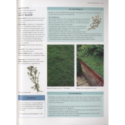 Kruiden kweken en gebruiken