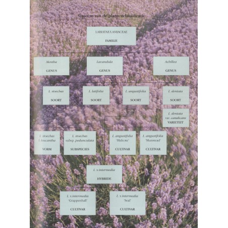 Kruiden kweken en gebruiken