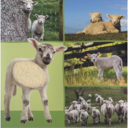 Welk dier hoor ik hier? - Boerderijdieren