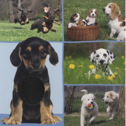 Welk dier hoor ik hier? - Lievelingsdieren