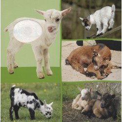 Welk dier hoor ik hier? - Babydieren