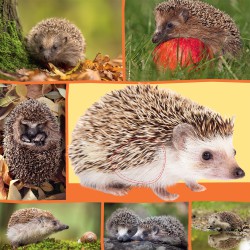Welk dier hoor ik hier? - in de natuur