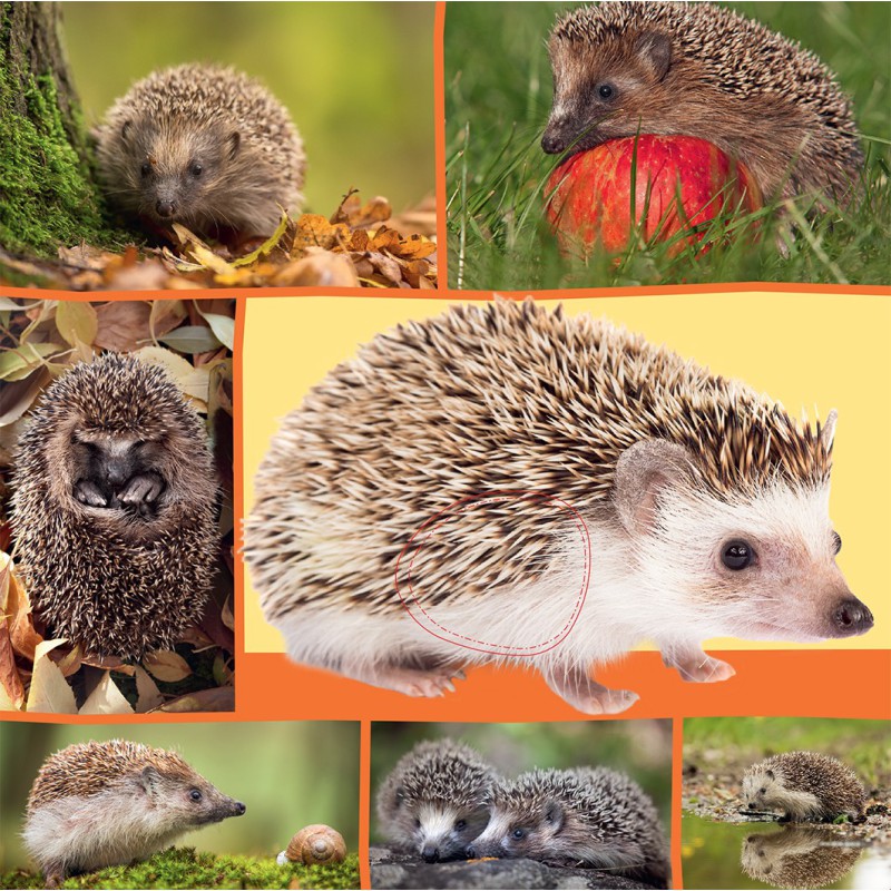Welk dier hoor ik hier? - in de natuur