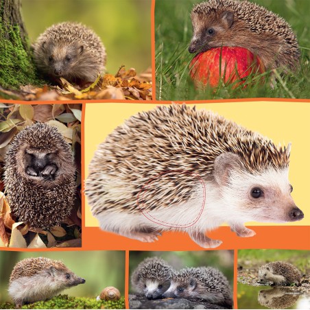 Welk dier hoor ik hier? - in de natuur