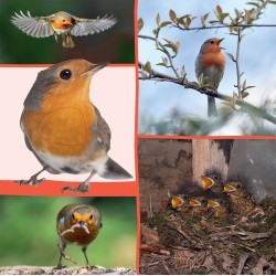 Welk dier hoor ik hier? - in de natuur