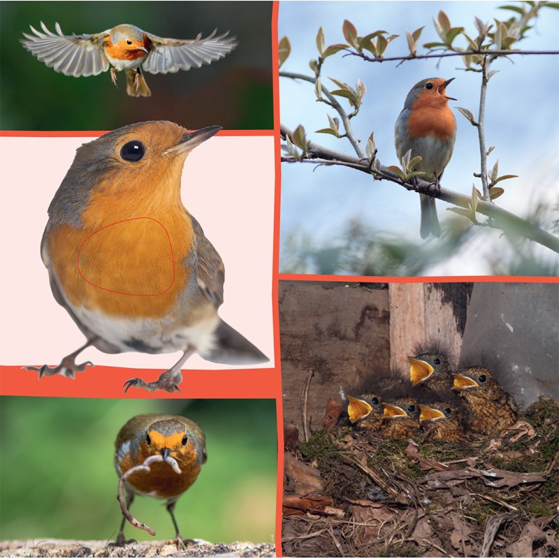 Welk dier hoor ik hier? - in de natuur