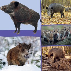 Welk dier hoor ik hier? - in het bos