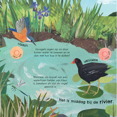 24 unieke vogelgeluiden & liedjes