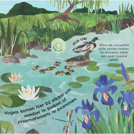 24 unieke vogelgeluiden & liedjes