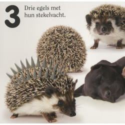Dieren - tellen