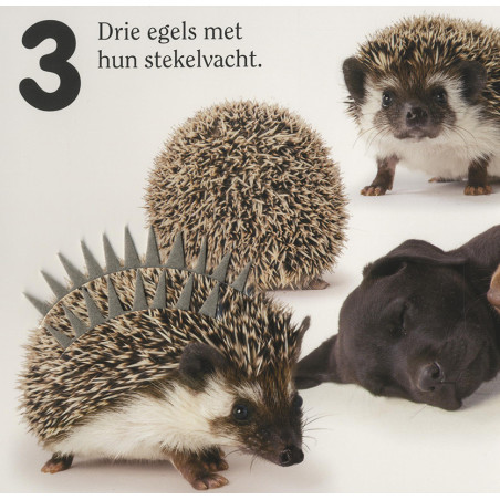 Dieren - tellen