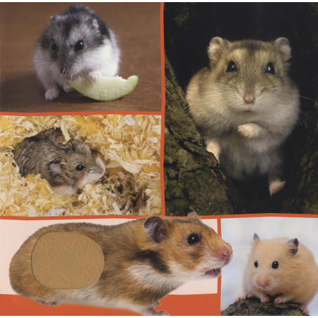 Welk dier hoor ik hier? - Nachtdieren