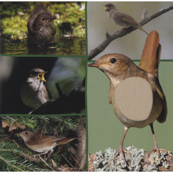 Welk dier hoor ik hier? - Nachtdieren