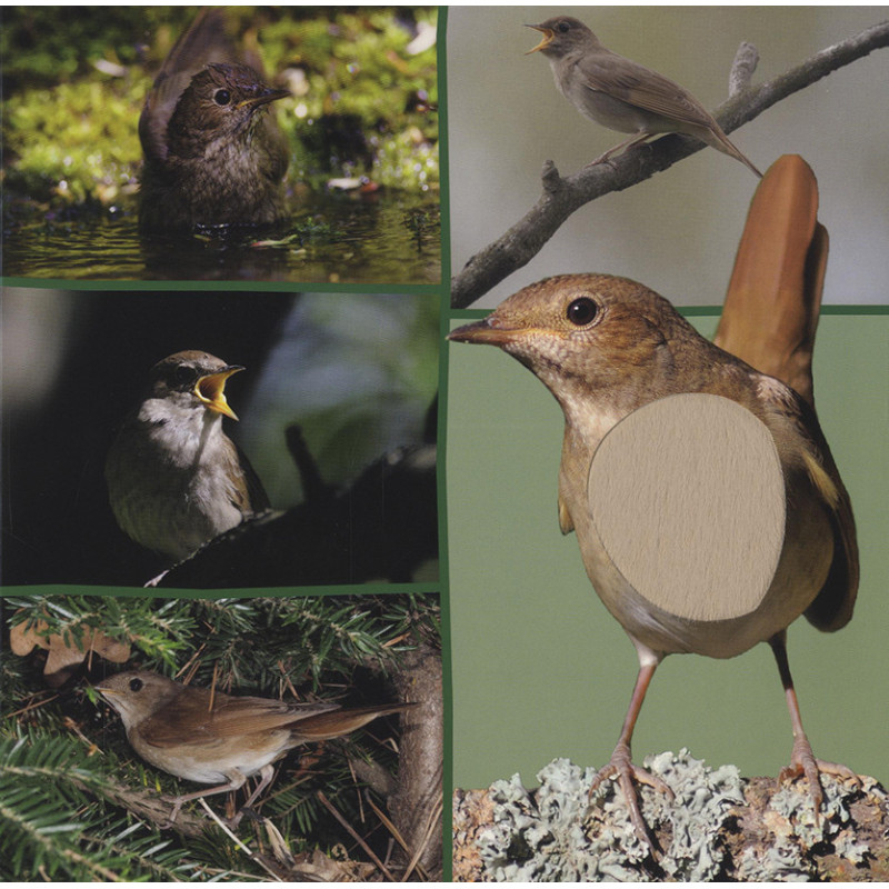 Welk dier hoor ik hier? - Nachtdieren