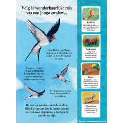 Zwaluw op reis!
